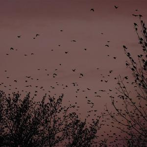 国产TS系列紫苑女仆装3p
